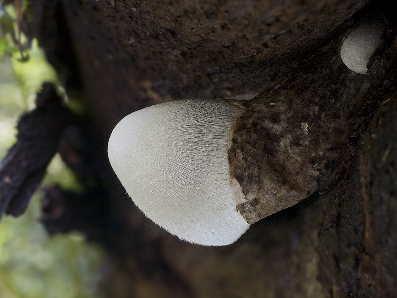 Volvariella bombycina